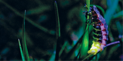 Imagem: Fotografia. Sobre uma planta com folhas verdes compridas na vertical, um vaga-lume, inseto com o corpo escuro e com a parte inferior, luz de cor amarela.  Fim da imagem.