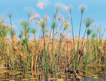 Imagem: Fotografia. Vista geral de local com vegetação de cor verde e folhas em amarelo, com fios finos na parte superior.  Fim da imagem.