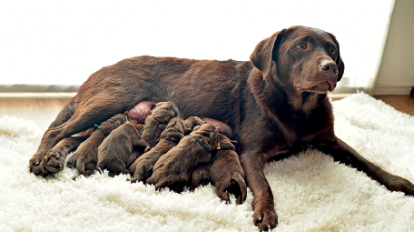 Imagem: Fotografia. Sobre um tapete branco, um cachorro de porte grande de cor marrom-escuro, sentado e perto da parte inferior do corpo, dezenas de cachorros pequenos vistos de costas, se amamentando. Fim da imagem.