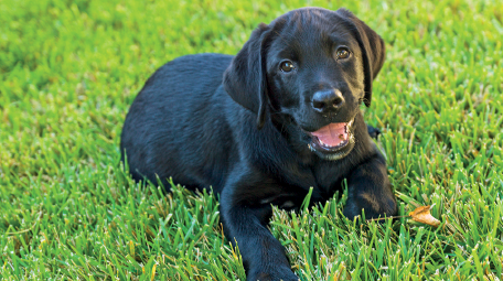 Imagem: Fotografia. Sobre local com vegetação rasteira verde, um cachorro pequeno deitado de barriga para baixo de pelos de cor preta, boca aberta por onde vê-se língua rosa. O focinho é pequeno e preto. Fim da imagem.