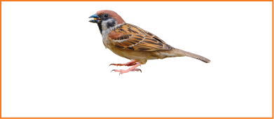 Imagem: Fotografia. Um pássaro para à esquerda de pelos em marrom e partes em preto e cinza.  Fim da imagem.