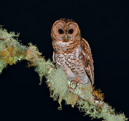 Imagem: Fotografia. Céu noturno de cor preta. Sobre um galho, com fiapos de cor verde, uma coruja de penas em marrom e partes em branco, com cabeça arredondada, olhos pretos e bico pequeno.  Fim da imagem.
