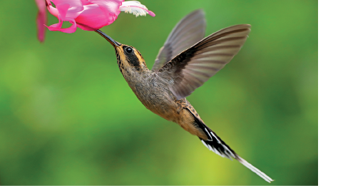 Imagem: Fotografia. Um beija-flor sobrevoando de penas de cor marrom, cabeça pequena com partes em amarela e bico fino preto de frente para uma flor de pétalas rosas. Ao fundo, sem foca, vegetação verde.  Fim da imagem.