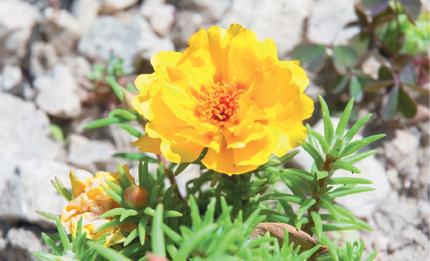 Imagem: Fotografia. Uma planta com flor de tamanho médio com pétalas de cor amarela e nos caules, folhas de cor verde.  Fim da imagem.
