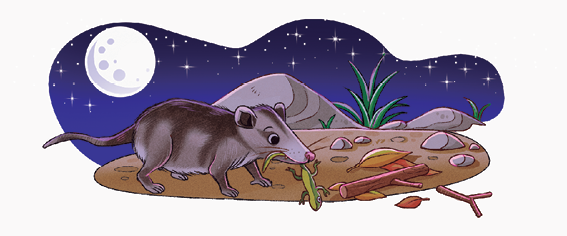 Imagem: Ilustração. Solo de cor marrom, com um gambá de cor cinza com o dorso em cinza-escuro, focinho fino, comendo um animal parecido com lagarto verde. Perto, galhos marrons e pedras. Ao fundo, pedras de cor cinza, com pouca vegetação verde.  Fim da imagem.