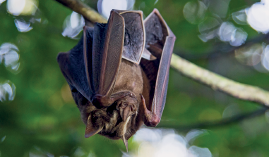 Imagem: Fotografia. Um galho de árvore fino com um morcego de ponta cabeça de cor marrom-escuro, com orelhas pequenas e focinho pequeno. Ao fundo, folhas verdes.  Fim da imagem.