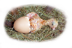 Imagem: 2- sobre palhas, um ovo quebrado por onde vê-se filhote de galinha saindo. Fim da imagem.
