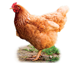 Imagem: 5- Galinha sobre local com solo marrom e vegetação, com o corpo para à esquerda, com muitos pelos em marrom-claro com crista vermelha na cabeça.  Fim da imagem.