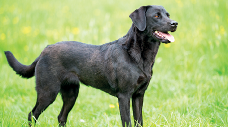 Imagem: Fotografia. Um cachorro de pelos pretos, de porte médio, com orelhas para baixo e língua para fora. Ele está em local com grama, com o focinho virado para à direita.  Fim da imagem.