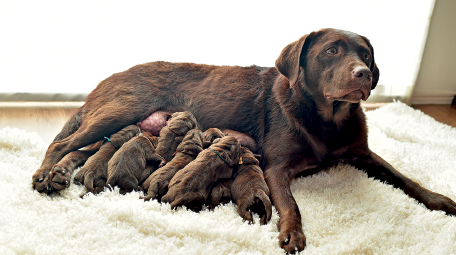 Imagem: Fotografia. Sobre um tapete branco, um cachorro de porte grande de cor marrom-escuro, sentado e perto da parte inferior do corpo, dezenas de cachorros pequenos vistos de costas, se amamentando. Fim da imagem.