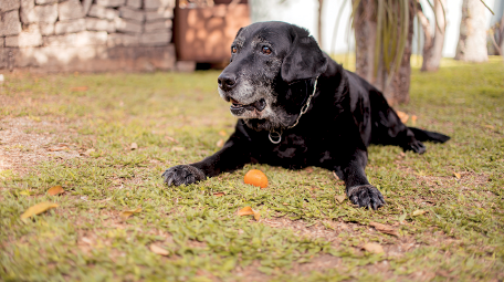 Imagem: Fotografia. Sobre local com pouca grama verde, um cachorro de porte grande, com pelos pretos, deitado sobre o chão com a barriga para baixo. Ele tem pelos brancos perto da boca, na parte de baixo. Sobre o pescoço dele, uma coleira de metal. Fim da imagem.