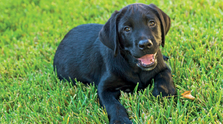 Imagem: Fotografia. Sobre local com vegetação rasteira verde, um cachorro pequeno deitado de barriga para baixo de pelos de cor preta, boca aberta por onde vê-se língua rosa. O focinho é pequeno e preto. Fim da imagem.
