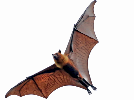 Imagem: Fotografia. Um morcego de cor marrom sobrevoando, com as asas bem abertas, grandes e finas, com estruturas finas, com cabeça, orelhas e focinho pequeno. Fim da imagem.