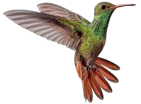 Imagem: Fotografia. Um beija-flor de penas de cor verde-claro, sobrevoando com o corpo para à direita, asas finas e ponta inferior, calda com penas marrons, com o bico fino de cor bege.  Fim da imagem.
