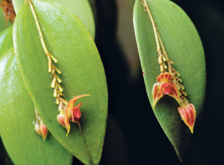 Imagem: Fotografia. Sobre folhas de cor verde para baixo, com caules finos verde para baixo e pequenas pétalas de cor vermelha, com contorno em verde.  Fim da imagem.