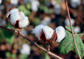 Imagem: Fotografia. Galhos finos de cor marrom com plantas com fios finos de cor branca, com o formato arredondado.  Fim da imagem.