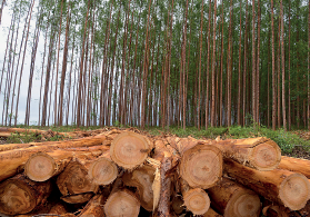 Imagem: Fotografia. Troncos de árvore de cor marrom empilhados um sobre o outro na horizontal. Em segundo plano, várias árvores de troncos finos e na parte superior, folhas de cor verde.  Fim da imagem.
