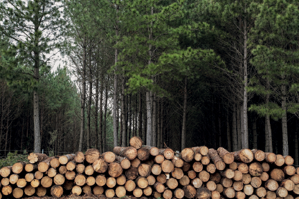 Imagem: Fotografia. Troncos de árvore de cor marrom empilhados um sobre o outro na horizontal. Em segundo plano, várias árvores de troncos finos e na parte superior, folhas de cor verde.  Fim da imagem.