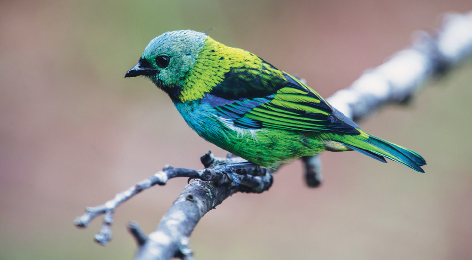 Imagem: Fotografia. Sobre um galho fino de cor cinza, um pássaro pequeno com penas de cor amarelo, preto, verde-claro e parte em azul-claro. Na cabeça, verde-claro com bico pequeno preto, para à esquerda. Comprimento: 13 centímetros.  Fim da imagem.