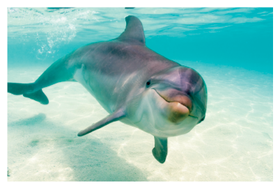 Imagem: Fotografia. Um golfinho cinza dentro do oceano, de cor azul-claro. O golfinho tem o corpo de cor cinza-claro e na parte inferior em partes em branco, com bico fino e olhos pequenos pretos. Na parte inferior, areia de cor bege-claro. Comprimento : 2 metros.  Fim da imagem.