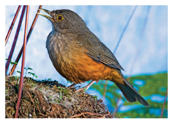Imagem: Fotografia. Sobre um ninho visto parcialmente, um pássaro para à esquerda. Ele tem penas marrons e parte inferior em laranja, com bico pequeno amarelo. Mais ao fundo, folha verde à direita. Comprimento : 25 centímetros. Fim da imagem.