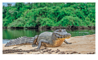 Imagem: Fotografia. Sobre local com areia de cor bege-claro, um jacaré de cor cinza, com protuberâncias na parte superior, com cauda longa no fundo. À esquerda, rio de cor verde. Mais ao fundo, árvores com folhas em verde. Comprimento : 2 metros. Fim da imagem.
