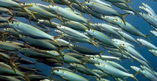 Imagem: Fotografia. Dentro de local com água de cor azul-claro, grande quantidade de sardinhas nadando juntas para à esquerda de cor cinza-claro. Texto: Comprimento: 14 centímetros.  Fim da imagem.