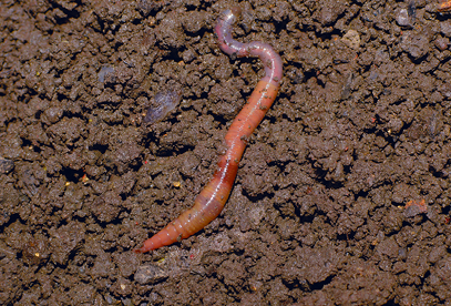 Imagem: Fotografia. Sobre solo de barro de cor marrom, uma minhoca fina de cor laranja-claro, com o corpo mole, na horizontal. Texto : Comprimento : 7 centímetros.  Fim da imagem.