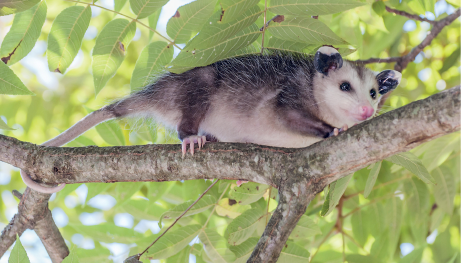 Imagem: Fotografia. Um gambá, animal de porte pequeno com pelos de cor preta no dorso, com pelos de cor branca na cabeça e na parte inferior, com cauda fina e garras finas, com olhos de cor preta. Ele está sobre galho na horizontal de cor cinza. Acima, folhas de cor verde. Texto : Comprimento: 50 centímetros, fora a cauda.  Fim da imagem.