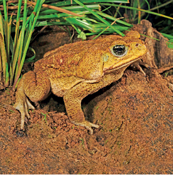 Imagem: Fotografia. Sobre solo com barro de cor marrom, um sapo-cururu, com o corpo de tamanho médio, cor marrom-claro, olhos pretos, com patas pegajosas. Mais ao fundo, vegetação de cor verde.  Fim da imagem.