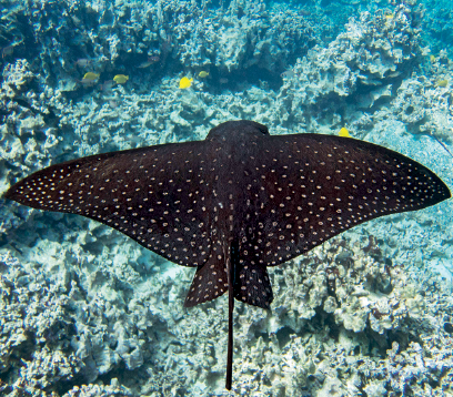 Imagem: Fotografia. Uma raia-pintada de cor preta, com o corpo de formato similar a um triângulo invertido em preto com bolinhas brancas, com um ferrão na vertical de cor preta. Ela está no fundo do oceano. Em segundo plano, ao fundo, solo pedregoso e corais.  Fim da imagem.