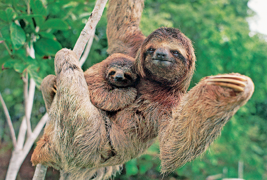 Imagem: Fotografia. Em uma árvore de tronco fino de cor bege-claro, e sobre ela, um bicho-preguiça, animal de tamanho médio, com pelos de cor marrom-claro e marrom mais escuro na cabeça, cara achatada, com garras finas de cor bege. Sobre ele, um filhote pequeno. Ao fundo, folhas verdes.  Fim da imagem.