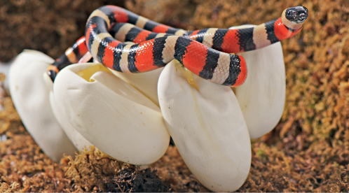 Imagem: Fotografia. Em local arenoso de cor marrom, sobre ovos brancos arredondados, na vertical, uma serpente acima com o corpo em laranja, faixas em preto e partes em bege. Fim da imagem.