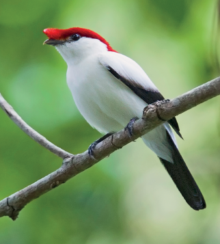 Imagem: Fotografia. Sobre um galho fino na horizontal de cor bege, com um pássaro de penas de cor vermelha sobre cabeça, com bico pequeno em marrom, corpo de tamanho médio e cabeça de penas brancas, com pretas nas pontas das asas e cauda. Ao fundo, vegetação verde. Texto: Comprimento: 14 centímetros. Fim da imagem.