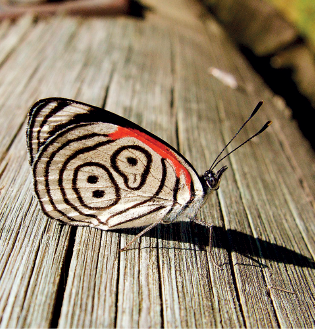 Imagem: Fotografia. Sobre uma base de madeira, uma borboleta pousada de cor bege com linhas em preto, detalhes em vermelho na parte superior e par de antenas sobre a cabeça. Texto : Envergadura: 6 centímetros. Fim da imagem.