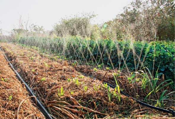 Imagem: Fotografia. Vista geral de local, à esquerda, parte com plantas em marrom, com pequenas vegetações rasteira em verde. À direita, vegetação grande de cor verde, grandes. Em segundo plano, árvore de galhos secos. Na parte superior, céu de cor cinza.  Fim da imagem.
