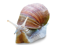 Imagem: Fotografia. Um caracol de cor bege com casco de cor marrom sobre o dorso, com o corpo rastejante, com duas hastes na parte superior da cabeça.  Fim da imagem.