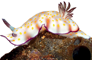 Imagem: Fotografia. Nudibrânquio, animal com o corpo rastejante de cor branca com partes laranja, pontos pequenos amarelos, com duas hastes finas na vertical sobre a cabeça. Na parte da direita, cauda, hastes finas para a vertical, sobre uma pedra marrom.  Fim da imagem.