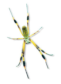 Imagem: Fotografia. Uma aranha de tamanho médio, corpo de cor verde-claro, com patas finas de cor amarela e partes em preto, duas patas pequenas na frente e outras duas grandes na parte inferior.  Fim da imagem.