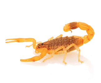 Imagem: Fotografia. Um escorpião de cor amarela, com partes em marrom na parte superior e na ponta da cauda com ponta fina. Na parte da frente, à esquerda, duas patas com o formato de duas pinças. Mais ao fundo, patas finas no corpo.  Fim da imagem.