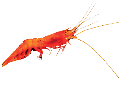 Imagem: Fotografia. Um camarão de cor laranja, na horizontal com patas finas na parte inferior, com fios finos na cabeça à direita.  Fim da imagem.