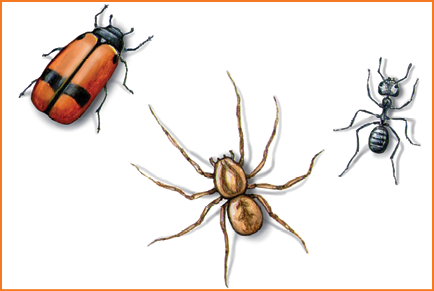 Imagem: Ilustração. Quadro 3. Uma joaninha de cor vermelho, com listra em preto, com cabeça da mesma cor e patas finas. Um inseto grande marrom, com patas finas e outro inseto pequeno em preto, com patas finas.  Fim da imagem.