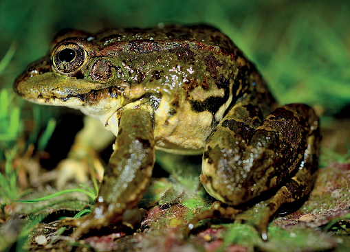 Imagem: Fotografia. Sobre vegetação de cor verde, uma rã com o corpo para à esquerda, olhos pretos, de pele de cor marrom, húmida, com manchas em preto e patas pegajosas.  Texto : Comprimento : 8 centímetros.   Fim da imagem.
