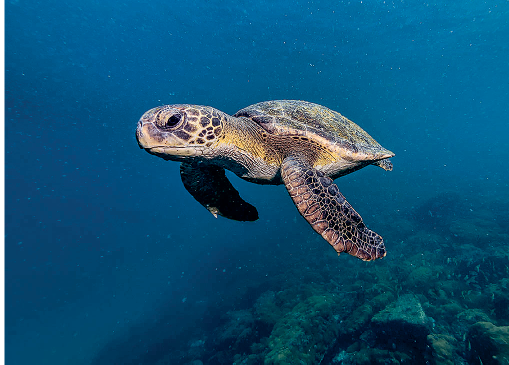 Imagem: Fotografia. Uma tartaruga nadando em oceano em azul, com coral e plantas marinhas na parte inferior à direita. A tartaruga é de tamanho médio de cor marrom, com manchas em marrom-escuro, com casco duro de formato arredondado, com quatro patas e cabeça redonda.  Texto : Comprimento: 1 metro.   Fim da imagem.