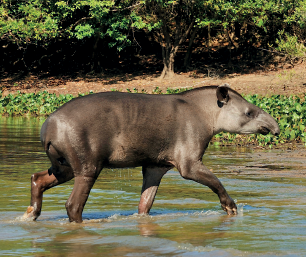 Imagem: Fotografia. Uma anta, animal de tamanho médio de cor marrom, focinho fino, orelhas pequenas, caminhando em parte rasa de rio de cor marrom. Ao fundo, borda com vegetação verde e solo marrom.  Texto : comprimento: 2 metros.  Fim da imagem.