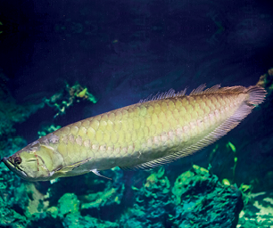 Imagem: Fotografia. Um peixe comprido de cor cinza com franja fina contornando o corpo, dentro do mar. Na parte inferior, vegetação marinha de cor verde.  Texto : Comprimento: 90 cm.  Fim da imagem.