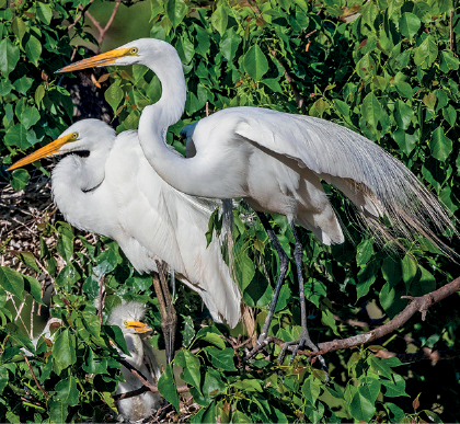 Imagem: Fotografia. Duas garças brancas, pernas finas cinzas com bico fino em amarelo. Elas estão em local com vegetação verde, com o corpo virado para à esquerda, com pescoço longo.  Fim da imagem.