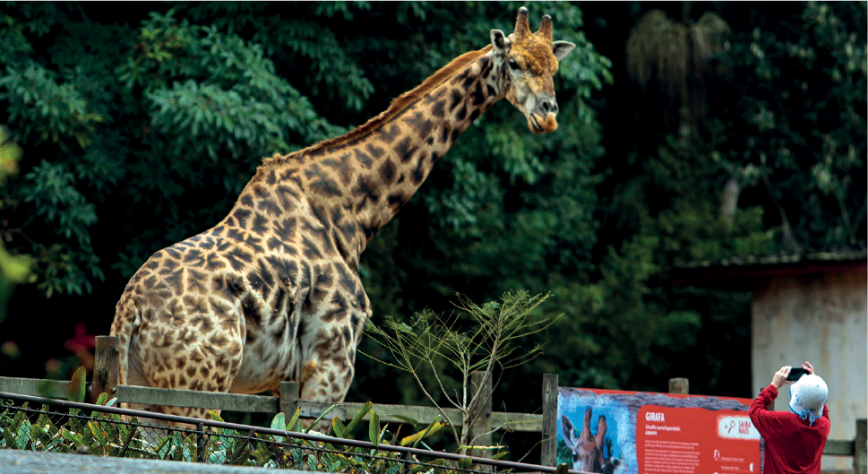 Imagem: Fotografia. À esquerda, atrás de um cercado de madeira, uma girafa grande de cor bege com manchas em marrom-escuro, partes inferiores em branco, orelhas pequenas, olha para à direita, com pescoço longo. Mais à direita, uma pessoa vista de costas, tirando foto com celular na mão. Ela está com a blusa de mangas compridas em vermelho e chapéu de cor cinza-claro. Em segundo plano, árvore de folhas verdes. À direita, placa com informações e local com parede bege e telhado em cima.  Fim da imagem.
