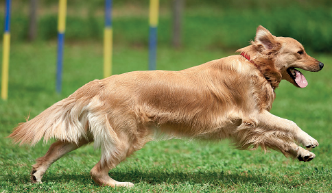 Imagem: Fotografia. Um cão de pelos de cor marrom-claro, em local com grama de cor verde, correndo para à direita, com coleira de cor vermelha no pescoço, com a língua de cor rosa-claro para fora. Texto : Comprimento : aproximadamente 60 centímetros.  Fim da imagem.