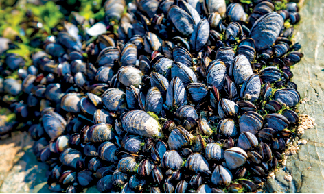 Imagem: Fotografia. Centenas de mexilhões com casca de cor cinza e partes em preto, aglomerados entre si, com o formato arredondado. Texto: Comprimento: 10 centímetros.  Fim da imagem.